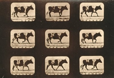 Ox trottingの画像シーケンス、「Animal Locomotion」シリーズ、c.1881 作： Eadweard Muybridge
